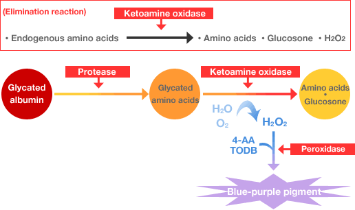 Glycated albumin: Influence by endogenous glycated amino acids is avoided through the use of an elimination reaction.