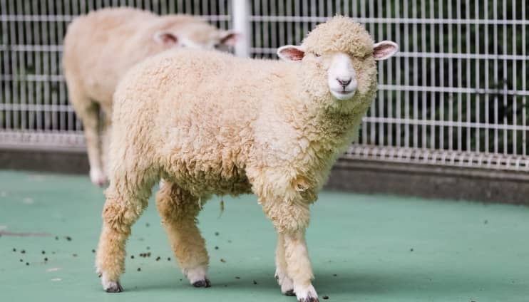 ふれあい動物園