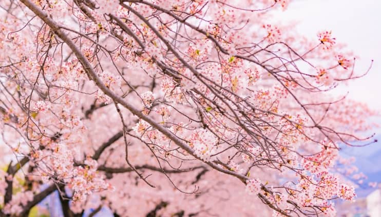 水無川の桜並木