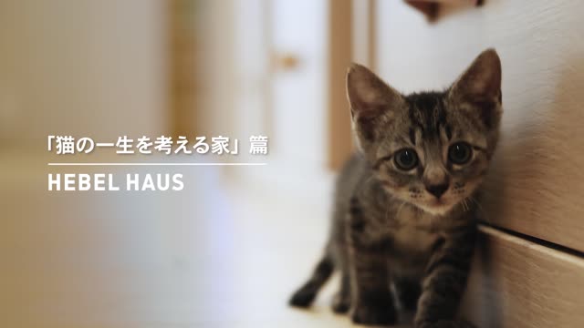 「猫の一生を考える家」篇