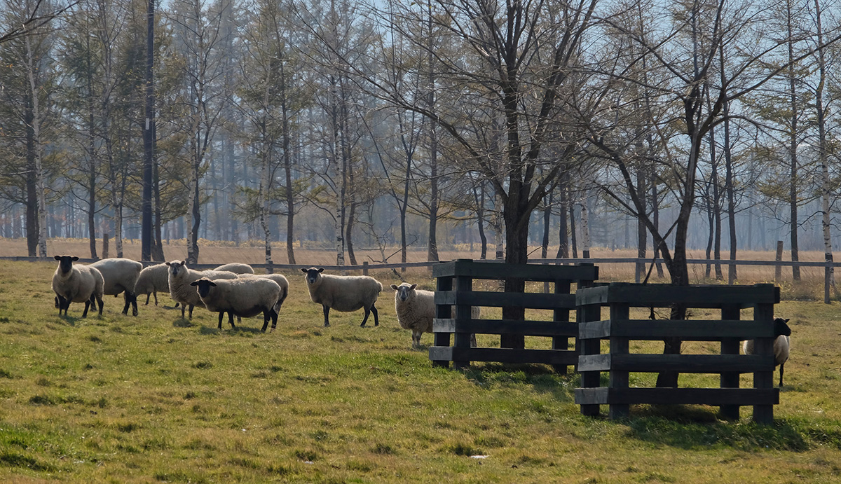 ヘーベルハウスLONGLIFE IS BEAUTIFUL 十勝千年の森ファームガーデンで飼育されている羊