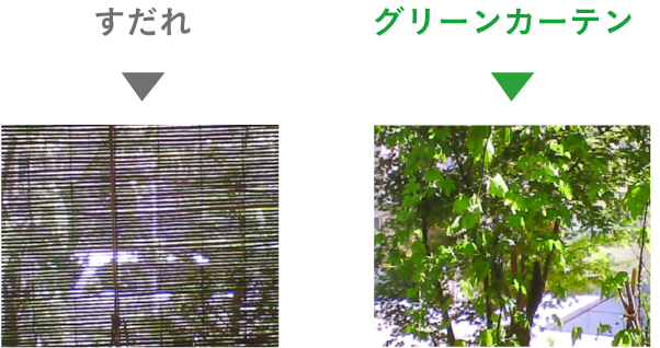 すだれとグリーンカーテンのイメージ