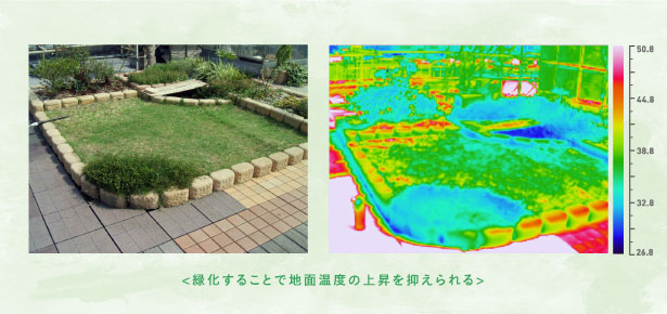 緑化したところは地面温度の上昇を抑えるイメージ