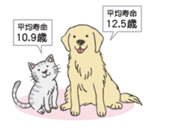 猫の平均寿命10.9歳、犬の平均寿命12.5歳