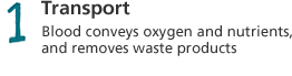 1. Transport: Blood conveys oxygen and nutrients, and removes waste products