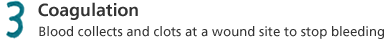 3. Coagulation: Blood collects and clots at a wound site to stop bleeding
