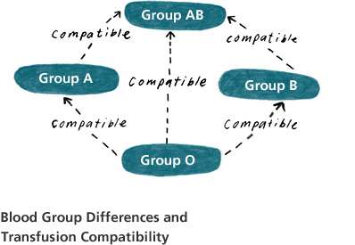 Blood group differences and transfusion compatibility