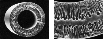 中空糸限外ろ過膜の電子顕微鏡写真