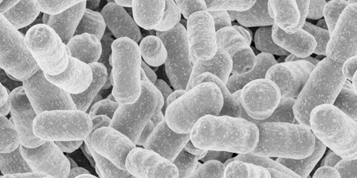Improved Productivity in Lactic Acid Bacteria Collection and Washing Processes