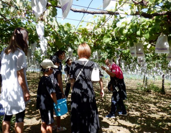 ぶどう狩り(8月・9月)