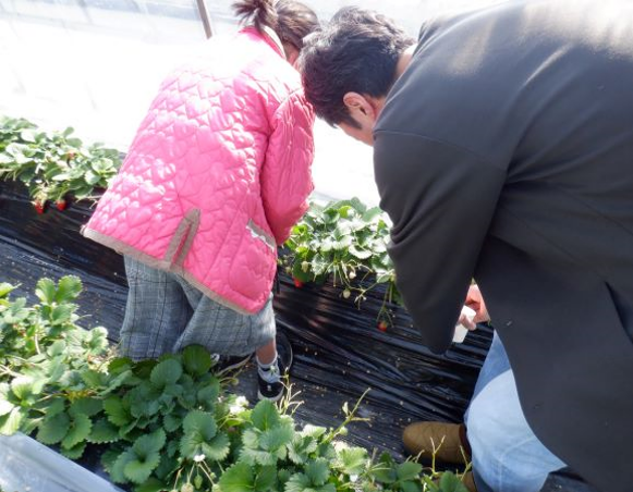 いちご狩り(2月・3月)②