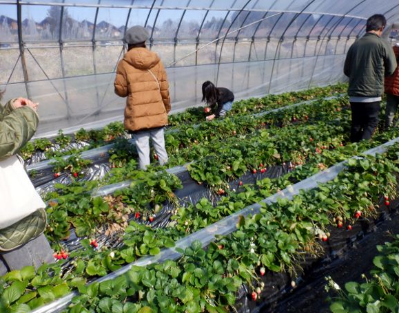 いちご狩り(2月・3月)③