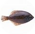 魚