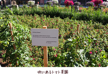 街にあるトマト菜園