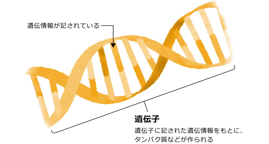 【遺伝子とは】 