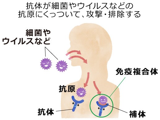【正常な免疫システム】 